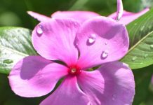 चाहे जड़ हो, पत्तियां हो या फूल, इस पौधे के कतरे-कतरे में भरा है अमृत, आपके हर सांस में घोल देगा सेहत की मिश्री