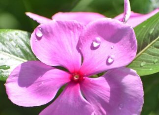 चाहे जड़ हो, पत्तियां हो या फूल, इस पौधे के कतरे-कतरे में भरा है अमृत, आपके हर सांस में घोल देगा सेहत की मिश्री