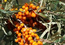 सैकड़ों बीमारियों का दुश्मन नंबर 1 है यह पहाड़ी चीज ! इम्यूनिटी को बना देगी फौलादी, फायदे अनगिनत