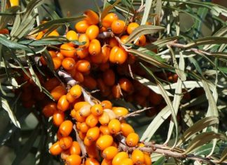 सैकड़ों बीमारियों का दुश्मन नंबर 1 है यह पहाड़ी चीज ! इम्यूनिटी को बना देगी फौलादी, फायदे अनगिनत