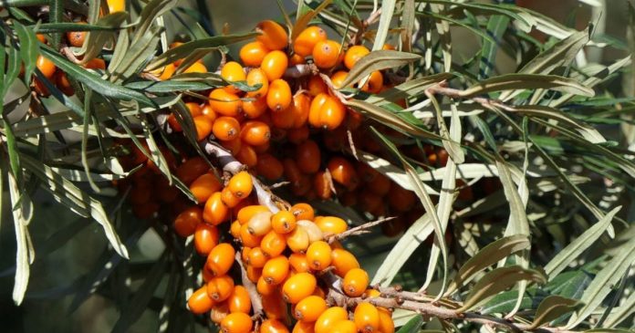 Sea-buckthorn-health-benefits-2025-03-576816c576b9ba3b69fd3b97820c145c-16x9.jpg