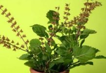Tulsi Ke Upay: तुलसी की जड़ से मिलेगा आर्थिक लाभ, बस कर लें ये छोटा सा काम, सालभर रहेंगे मालामाल!