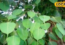 अमृत के समान है ये हरा पत्ता…गर्मियों में शरीर को रखेगा कूल, हृदय और पीलिया रोगों में लाभकारी