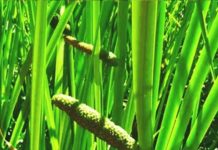 90% लोगों को नहीं पता होगा क्या है वच के फायदे और नुकसान?