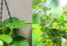 Vastu Tips For Plant: घर की उत्तर दिशा में लगा लें ये 3 पौधे, दोगुना तेजी से मिलेगा फल, धन-संपत्ति में होगी बरकत!