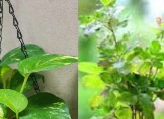 Vastu Tips For Plant: घर की उत्तर दिशा में लगा लें ये 3 पौधे, दोगुना तेजी से मिलेगा फल, धन-संपत्ति में होगी बरकत!