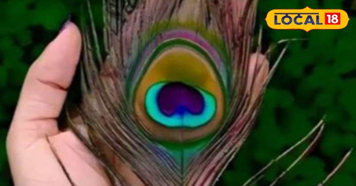 Vastu Tips : घर में होगी धन की वर्षा, बस