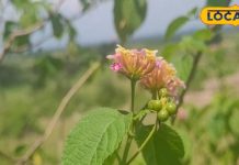 टीबी, साइनस और अस्थमा में तुलसी फायदेमंद, फेफड़ों के लिए भी रामबाण से कम नहीं – Bharat.one हिंदी