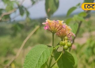 टीबी, साइनस और अस्थमा में तुलसी फायदेमंद, फेफड़ों के लिए भी रामबाण से कम नहीं – Bharat.one हिंदी