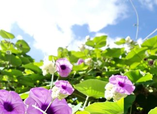 इस मामूली सी जड़ी-बूटी में बसता है सेहत का संसार, पुरुषों के लिए महाटॉनिक, स्किन की बीमारी के लिए काल