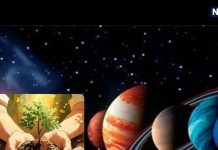 घर के आसपास से तुरंत हटा दें ये 5 पौधे, सर्प भय, धन नाश और ग्रहों का मिलेगा अशुभ प्रभाव