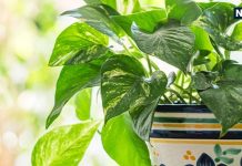 मनी प्लांट का पौधा होने के बाद भी नहीं हो रहा फायदा, कहीं आप भी तो नहीं कर रहे ये गलती