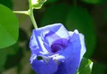 Safalta Ke Upay: घर के बाहर लगा दें ये 2 नीले-हरे पौधे, कभी भी नहीं देखना पड़ेगा हार का मुंह, रहेंगे अपराजित!