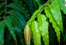 Astro Tips: ऐसा चमत्कारी पेड़ जिसकी पत्ती तिजोरी में रखने से बढ़ता है पैसा, मालामाल होने से कोई नहीं रोक सकता!