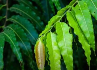 Astro Tips: ऐसा चमत्कारी पेड़ जिसकी पत्ती तिजोरी में रखने से बढ़ता है पैसा, मालामाल होने से कोई नहीं रोक सकता!