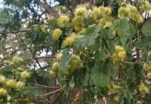 औषधीय गुणों से भरा है ये फूल, दाग-धब्बे और झाइयों पर करता है गजब का चमत्कार, फायदे जानकर रह जाएंगे दंग