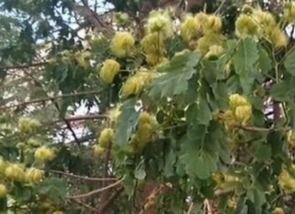 औषधीय गुणों से भरा है ये फूल, दाग-धब्बे और झाइयों पर करता है गजब का चमत्कार, फायदे जानकर रह जाएंगे दंग