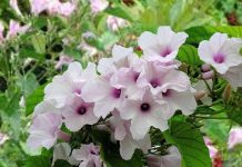 बेहया पौधे के औषधीय गुण और स्वास्थ्य लाभ.