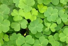 बवासीर और ल्यूकोरिया जैसी गंभीर बीमारियों का इलाज है ये घास, इसके फूल को खाने से निखरता है रंग, जानें बेनिफिट्स