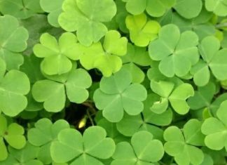 बवासीर और ल्यूकोरिया जैसी गंभीर बीमारियों का इलाज है ये घास, इसके फूल को खाने से निखरता है रंग, जानें बेनिफिट्स