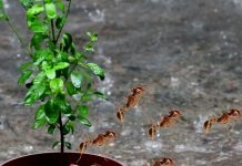 अचानक तुलसी के पौधे से निकलने लगी हैं चींटियां? भूलकर भी नजरअंदाज न करें इस घटना को, ज्योतिषी से जानें इसके संकेत