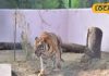 गोरखपुर चिड़ियाघर में शेर पटौदी और हाथी गंगा प्रसाद की खास देखभाल