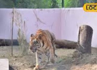 गोरखपुर चिड़ियाघर में शेर पटौदी और हाथी गंगा प्रसाद की खास देखभाल