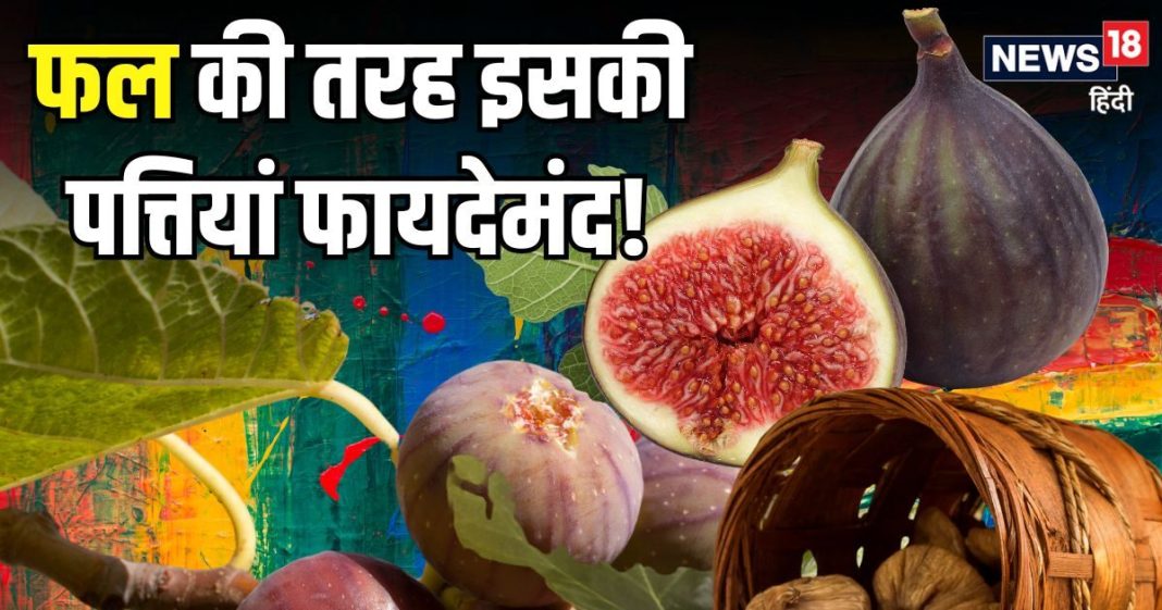 फल की तरह इसकी पत्तियां भी सेहत के लिए औषधि! सेवन करने से तेजी घटेगा ब्लड शुगर