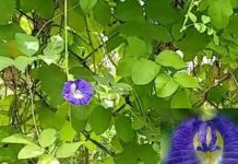 Aparajita Flower Upay: भगवान शिव के प्रिय इस फूल का उपाय, पैसे की तंगी करेगा दूर, बदलेगा आपकी किस्मत