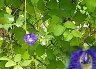 Aparajita Flower Upay: भगवान शिव के प्रिय इस फूल का उपाय, पैसे की तंगी करेगा दूर, बदलेगा आपकी किस्मत