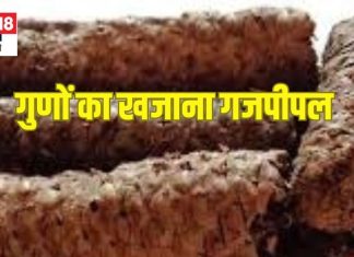 क्या पिप्पली और गजपिप्पली एक ही है? जानें दोनों में अंतर और फायदे