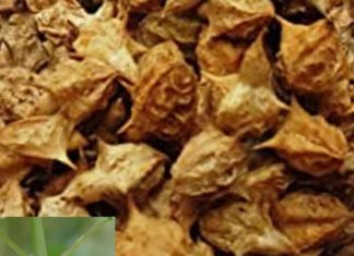 मर्दों की शारीरिक शक्ति बढ़ाए गोखरू, जानें 5 बड़े फायदे