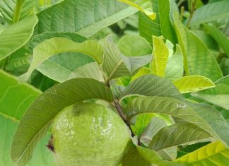 फल नहीं, इसके पत्तों में समाया है सेहत का संसार, पेट, हार्ट, लिवर सबके लिए अमृत, स्किन पर देता है मिडास टच