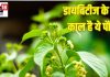 डायबिटीज के लिए काल है ये जंगली पौधा, औषधीय गुणों की खान,जानें ढेरों फायदे