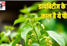 डायबिटीज के लिए काल है ये जंगली पौधा, औषधीय गुणों की खान,जानें ढेरों फायदे