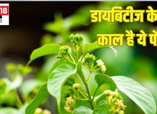 डायबिटीज के लिए काल है ये जंगली पौधा, औषधीय गुणों की खान,जानें ढेरों फायदे