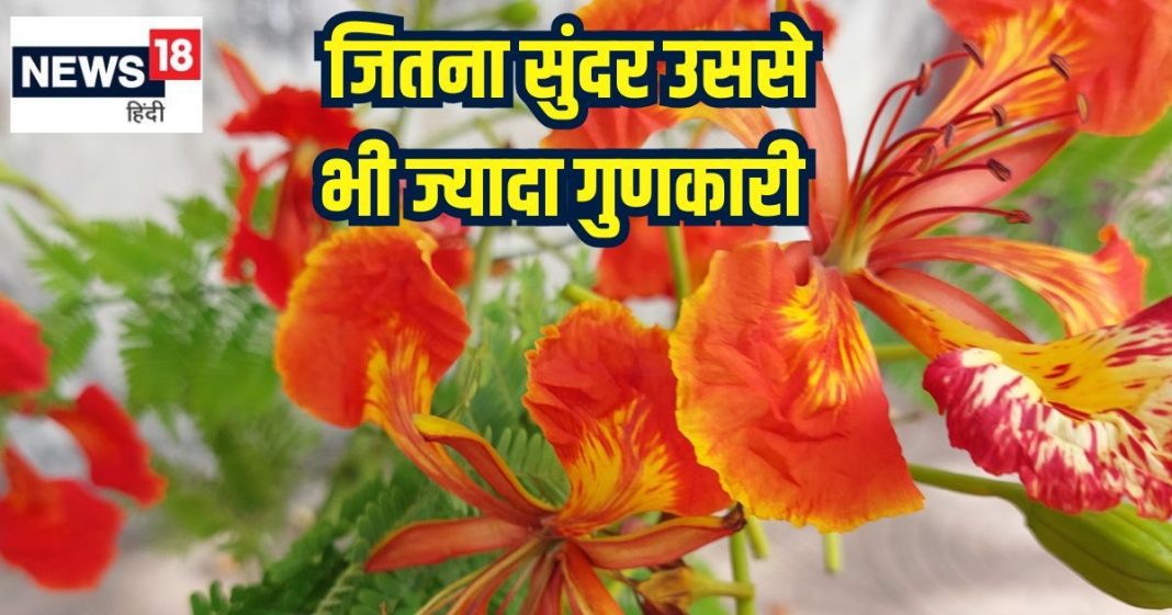 बिच्छू के जहर को शरीर से निचोड़ दे इस पेड़ का फूल, इसमें छिपा है चमत्कारी औषधीय गुण, ल्यूकोरिया, दस्त, छाले का करे जड़ से इलाज