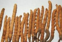 कीड़े जैसी दिखने वाली यह जड़ी-बूटी गठिया ही नहीं, सैकड़ों बीमारी का कर देगी इलाज, कीमत 2300000 रुपए