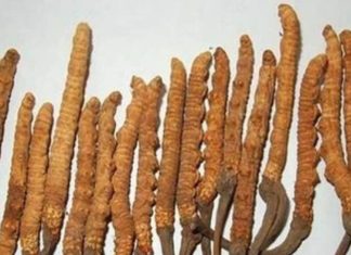 कीड़े जैसी दिखने वाली यह जड़ी-बूटी गठिया ही नहीं, सैकड़ों बीमारी का कर देगी इलाज, कीमत 2300000 रुपए