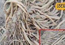 स्त्री-पुरुष दोनों के लिए वरदान हैं ये जड़ें! तन-मन को रखती हैं मजबूत, राजा-महाराजाओं का था पसंदीदा टॉनिक