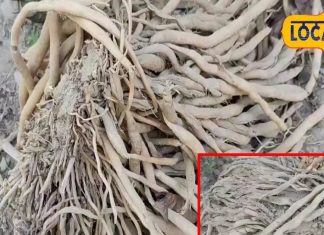 स्त्री-पुरुष दोनों के लिए वरदान हैं ये जड़ें! तन-मन को रखती हैं मजबूत, राजा-महाराजाओं का था पसंदीदा टॉनिक