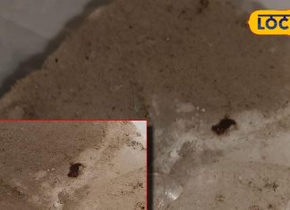 हर घर का आयुर्वेदिक रक्षक! दांत, खांसी और पेट की बीमारियों का आसान समाधान