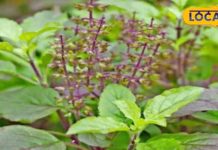 दवा की जरूरत होगी खत्म! खटिया से उठते ही खाली पेट खा लें ये जादुई पत्ते