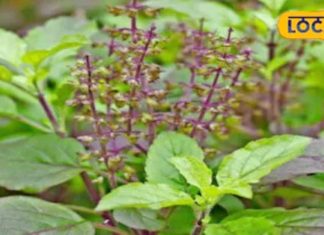 दवा की जरूरत होगी खत्म! खटिया से उठते ही खाली पेट खा लें ये जादुई पत्ते