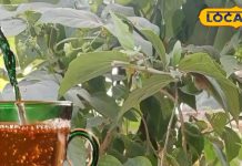बहुत बलशाली है इस पत्ते का काढ़ा, पीने मात्र से फुर्र हो जाएंगे ये घातक रोग