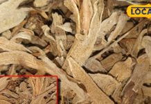 जड़ी-बूटी एक… फायदे अनेक, खांसी हो या सिरदर्द, सूजन का असरदार इलाज, पेट….