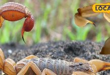 क्या सच में झाड़-फूंक से उतरता है जहर? बिच्छू के काटने पर न करें ये गलतियां