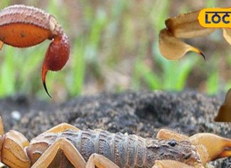 क्या सच में झाड़-फूंक से उतरता है जहर? बिच्छू के काटने पर न करें ये गलतियां