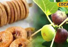 यूपी के इस किसान ने 12 बीघा में लगाया 2500 अंजीर का पेड़, हर महीने तैयार हो रहा 500 किलो चटनी, कई राज्यों में लोकप्रिय