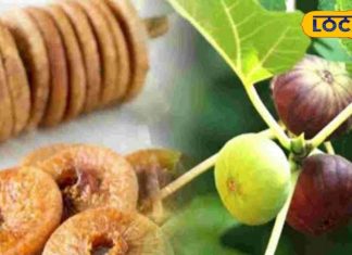 यूपी के इस किसान ने 12 बीघा में लगाया 2500 अंजीर का पेड़, हर महीने तैयार हो रहा 500 किलो चटनी, कई राज्यों में लोकप्रिय